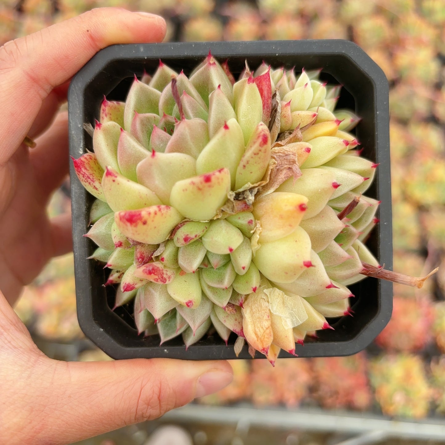 石英群，Echeveria Krystallos，Cluster 10 cm Pot