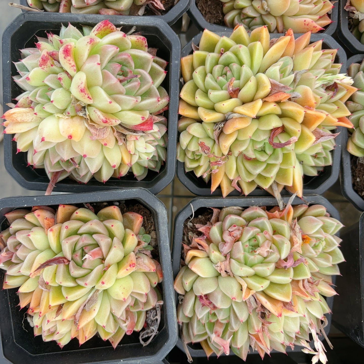 石英群，Echeveria Krystallos，Cluster 10 cm Pot