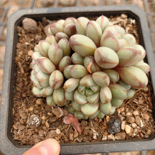 葡萄群，Graptoveria amethorum，Cluster 16cm pot