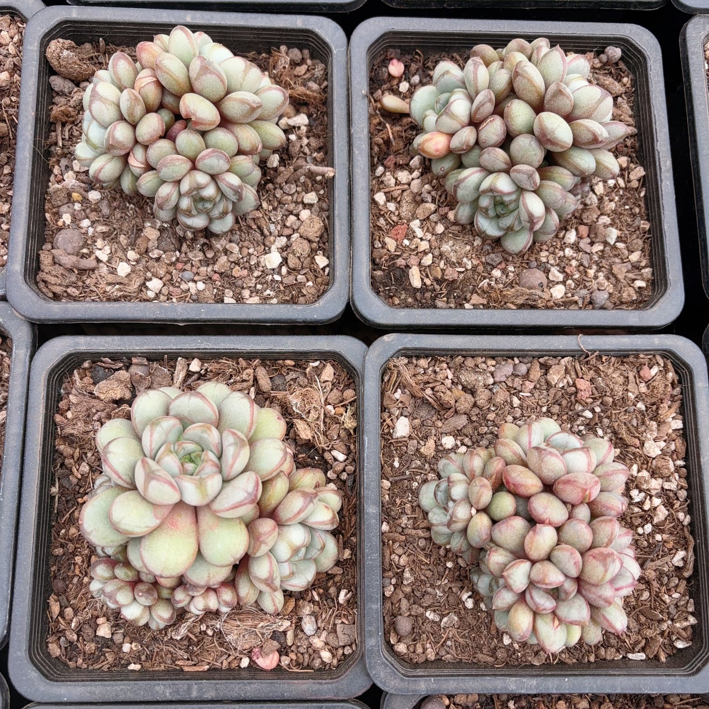 葡萄群，Graptoveria amethorum，Cluster 16cm pot