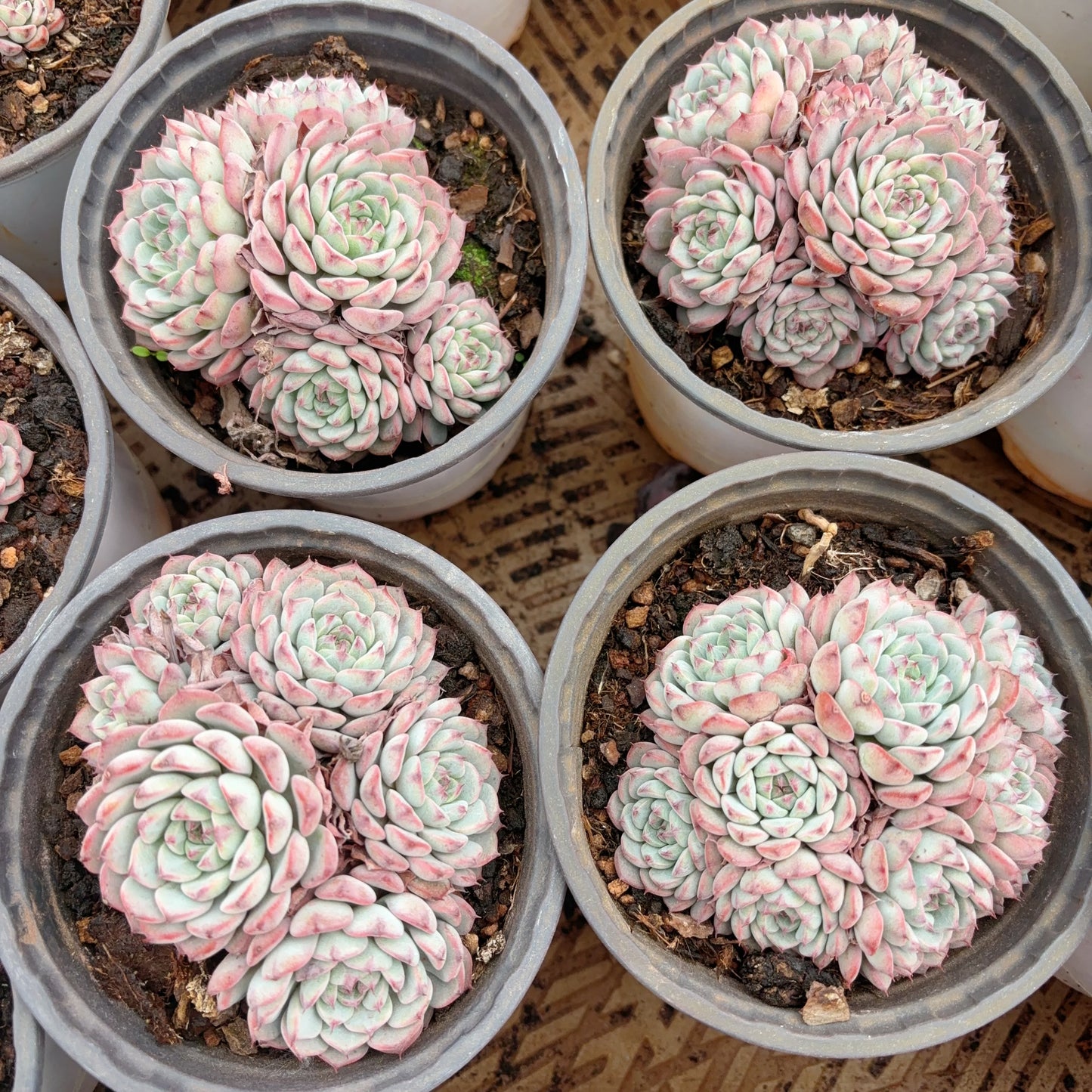 姬莲群 Echeveria Minima,cluster 12 cm Pot