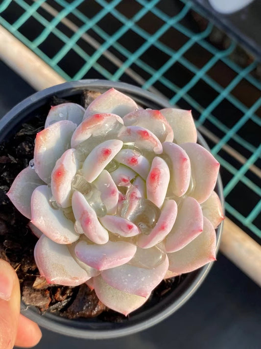 玉芙蓉，Echeveria Jade lotus，Single head 9cm pot