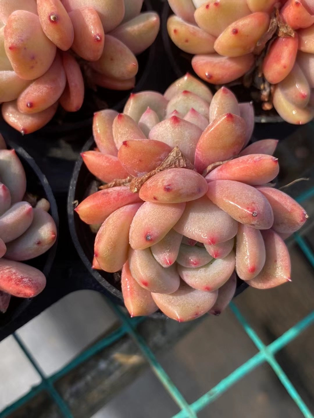 林依晨，Echeveria Ariel Lin，2 heads 5.5cm pot