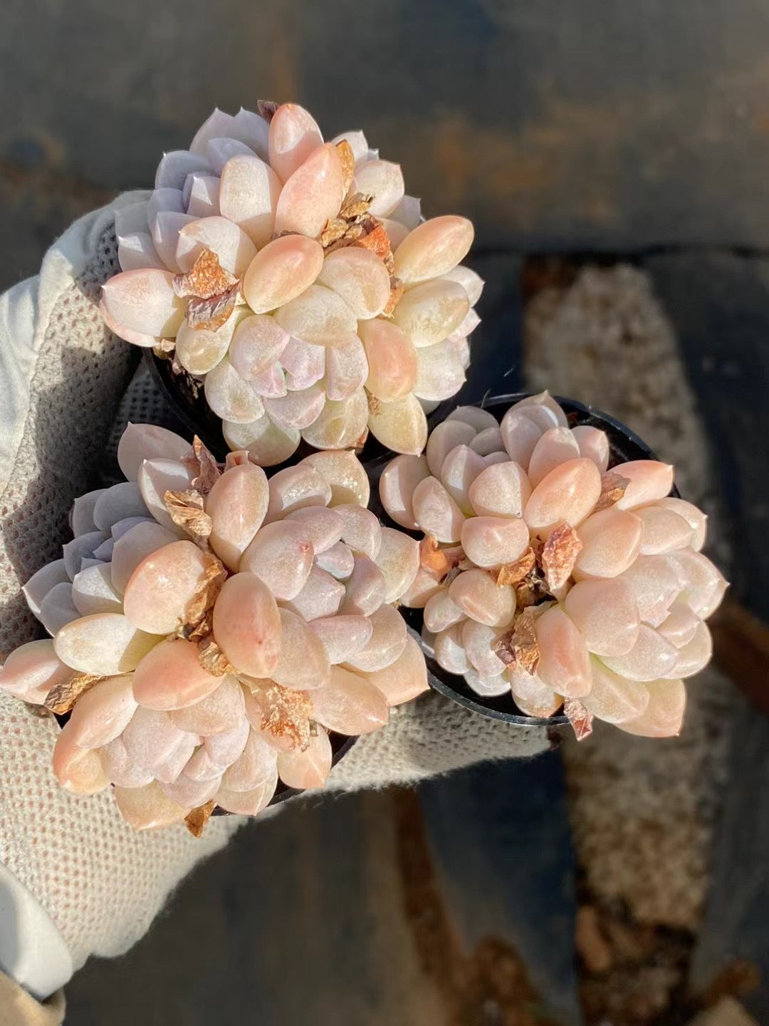 奶糖，Echeveria Toffee，Cluster 5.5cm pot