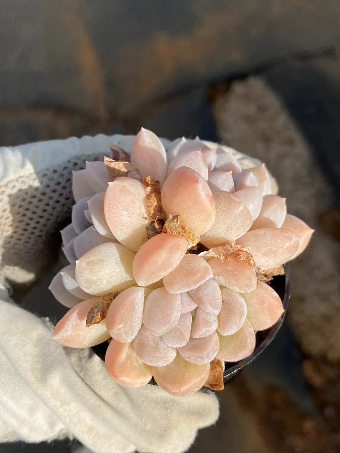 奶糖，Echeveria Toffee，Cluster 5.5cm pot