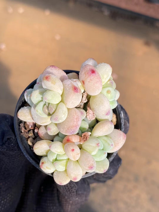 劳尔群，Echeveria Laurel，Cluster 5.5cm pot