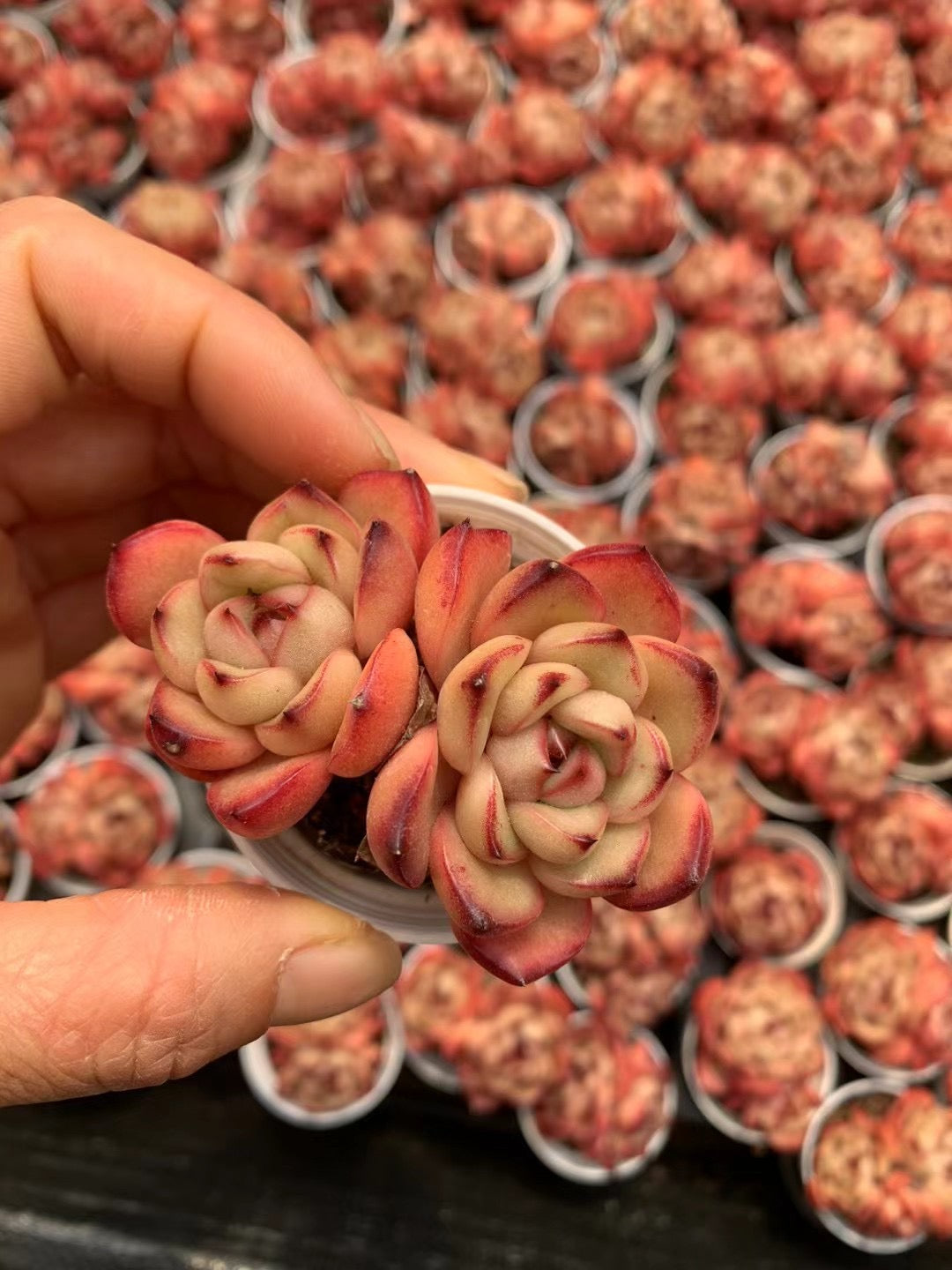 万宝路双头，Echeveria Marlboro，2 heads 5.5cm pot