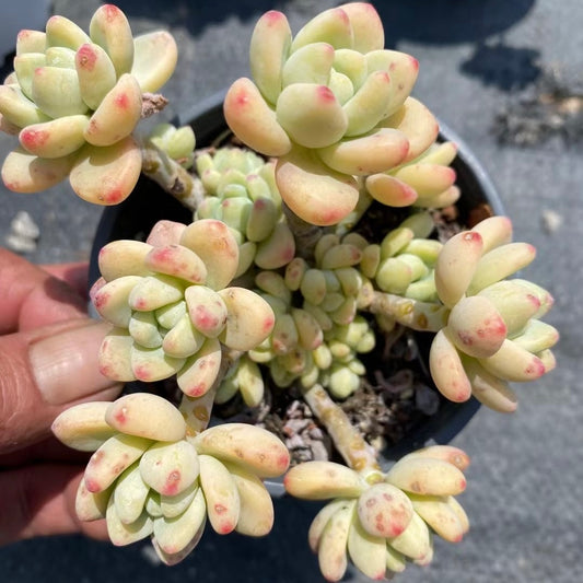 劳尔群，Echeveria Laurel，Cluster 9cm pot