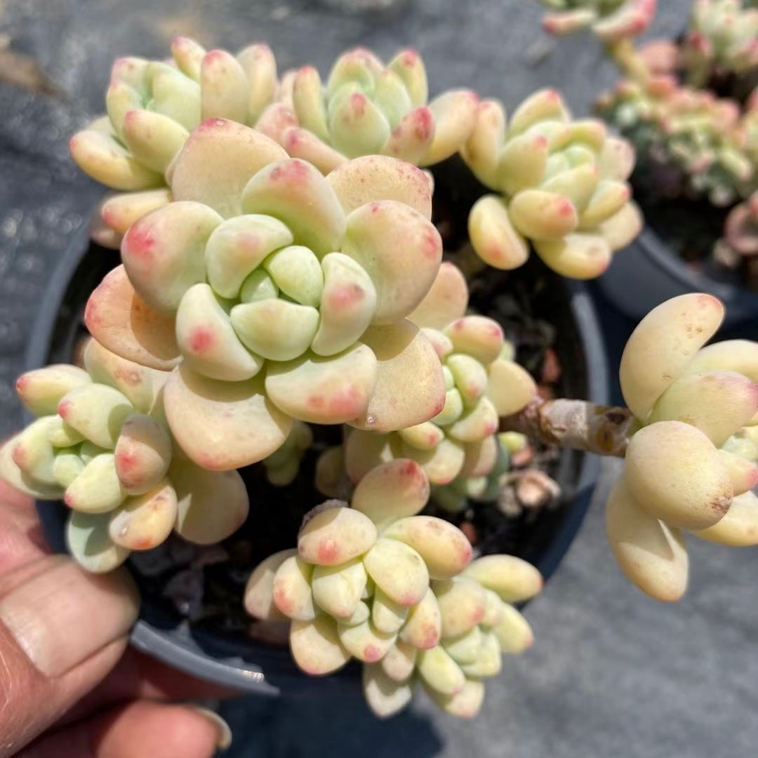 劳尔群，Echeveria Laurel，Cluster 9cm pot