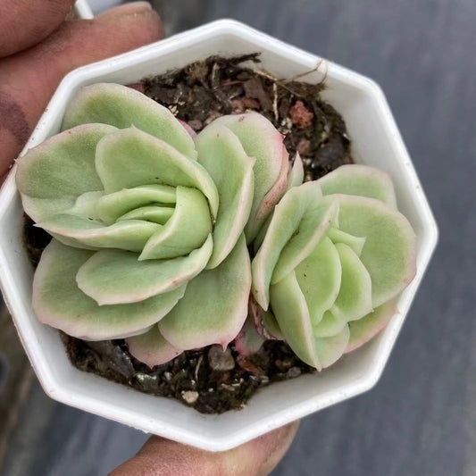 冰玫瑰锦Echeveria varigated Ice Rose.2 heads 8cm Pot