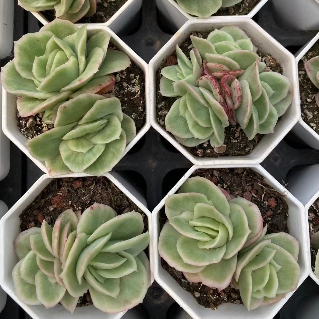 冰玫瑰锦Echeveria varigated Ice Rose.2 heads 8cm Pot