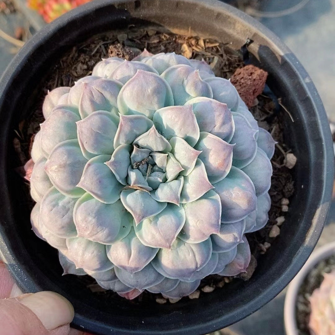 墨西哥之泪Echeveria Pulvinata Rose，Single head 11 cm Pot