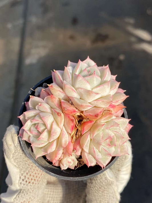 大乔，Echeveria Lady Joe，Cluster 5.5cm pot