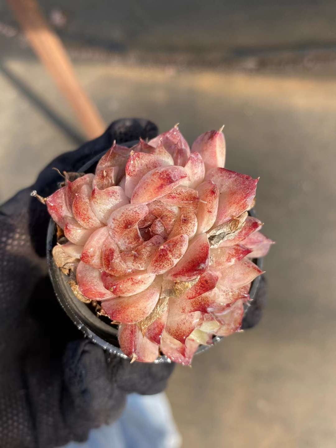 紫薇，Echeveria Crape Myrtle，Cluster 6cm pot