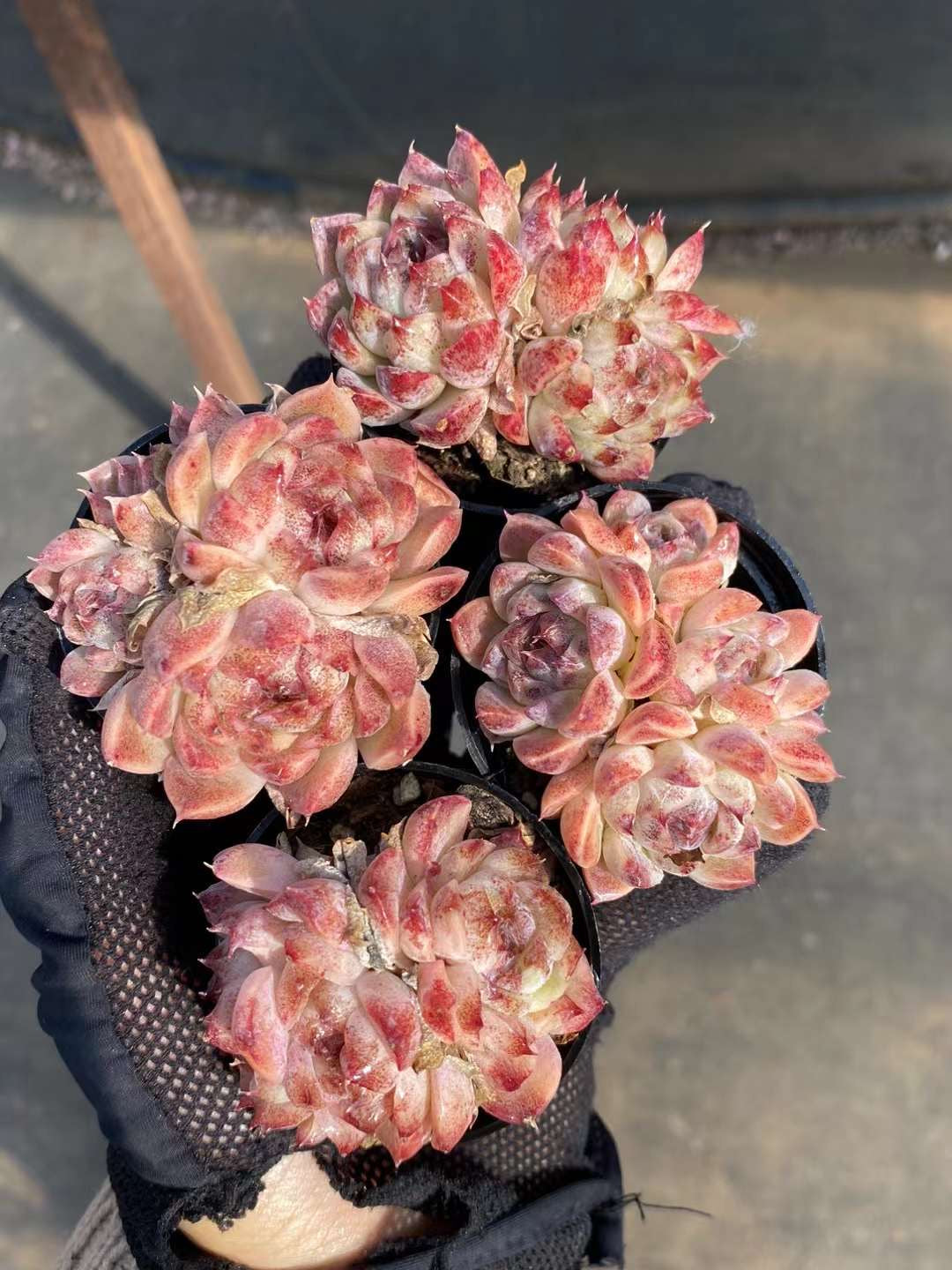 紫薇，Echeveria Crape Myrtle，Cluster 6cm pot