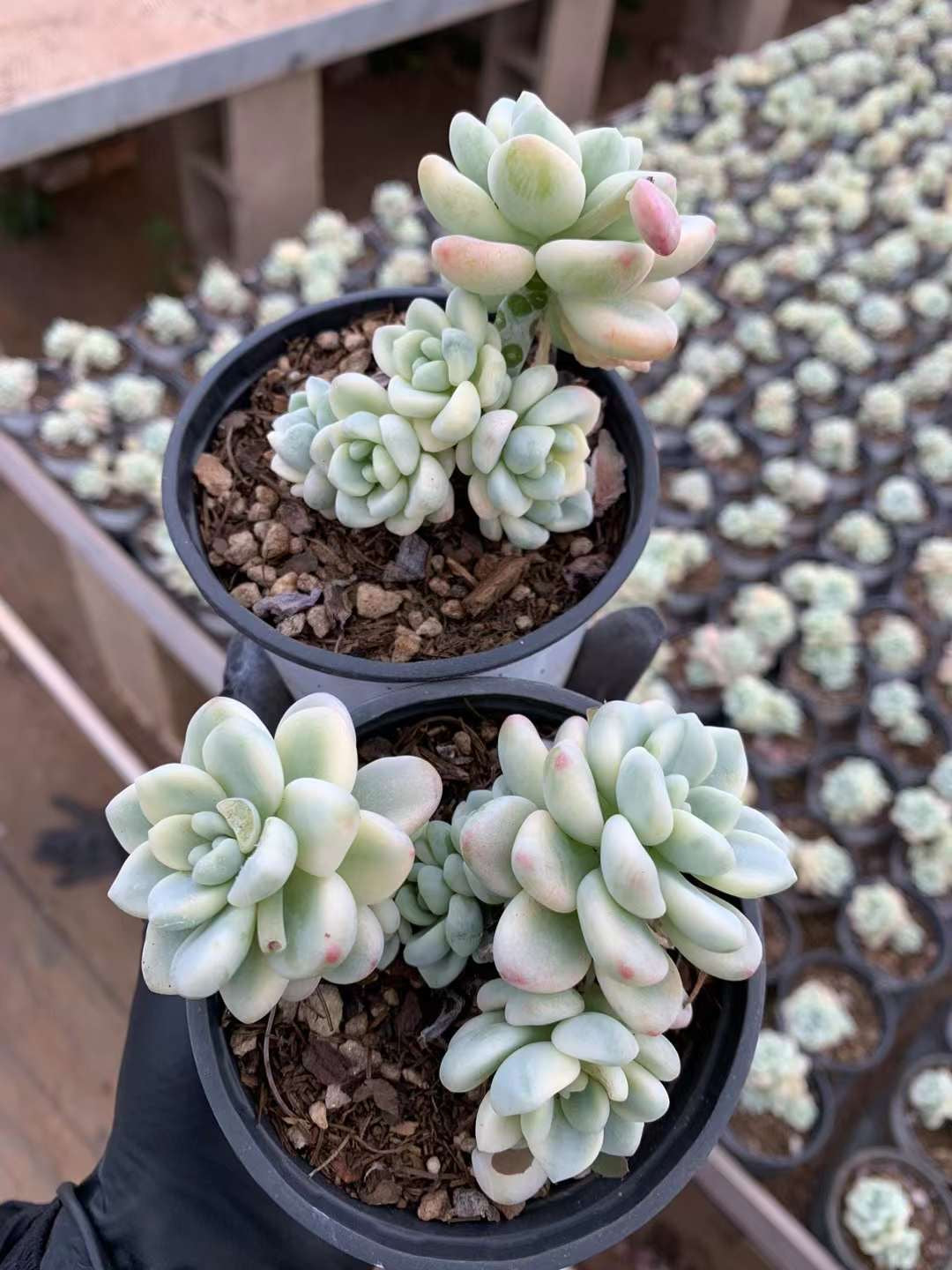 劳尔锦群，Varigated Echeveria Laurel，Cluster 9 cm Pot