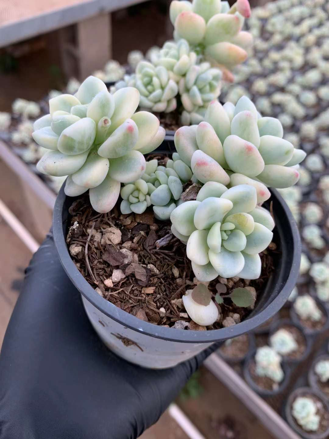 劳尔锦群，Varigated Echeveria Laurel，Cluster 9 cm Pot