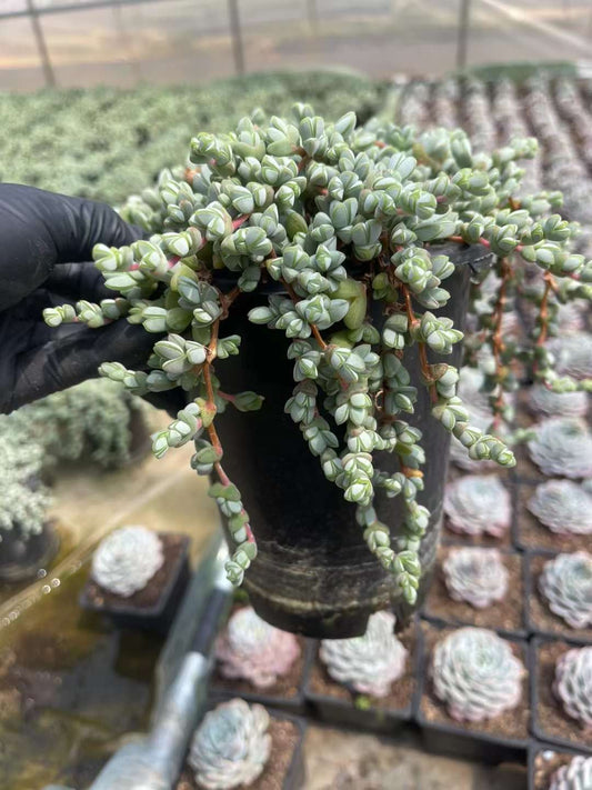 碧玉莲，Braunsia Maximiliani，Cluster 16cm Pot