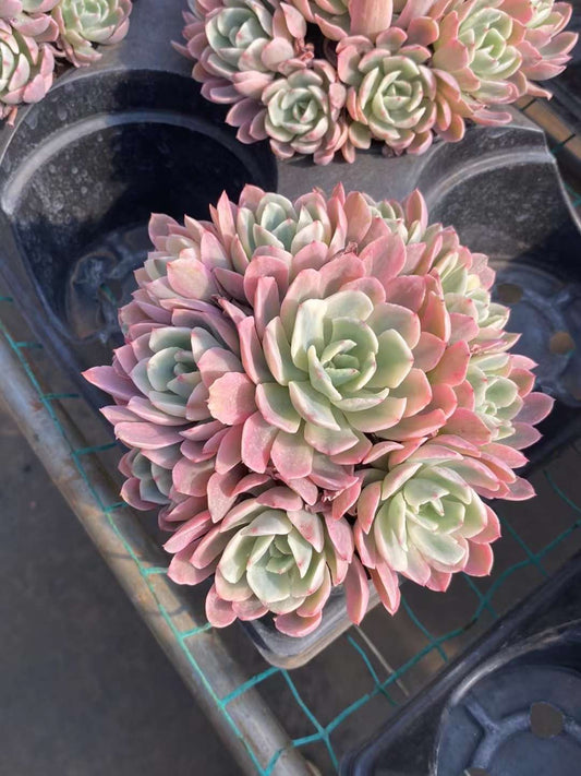 Pre-Sale!! Shipping in September!!!车锦， Varigated Echeveria Hoveyi，Cluster 16cm pot