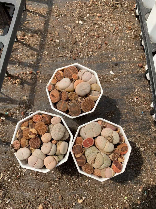 轮玉混绫耀玉Lithops Aucampiae&Dinteranthusvanzylii