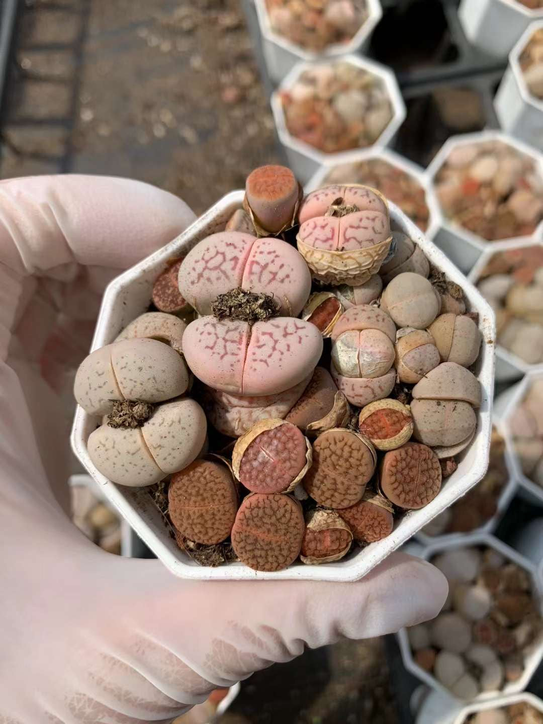 轮玉混绫耀玉Lithops Aucampiae&Dinteranthusvanzylii