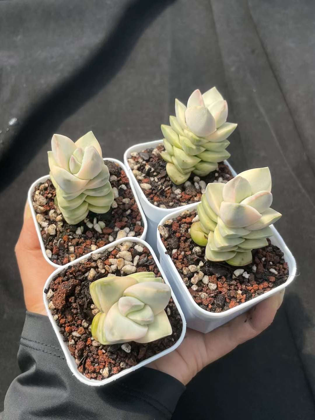 纪之川锦Varigated Crassula 'Moonglow’，5cm pot