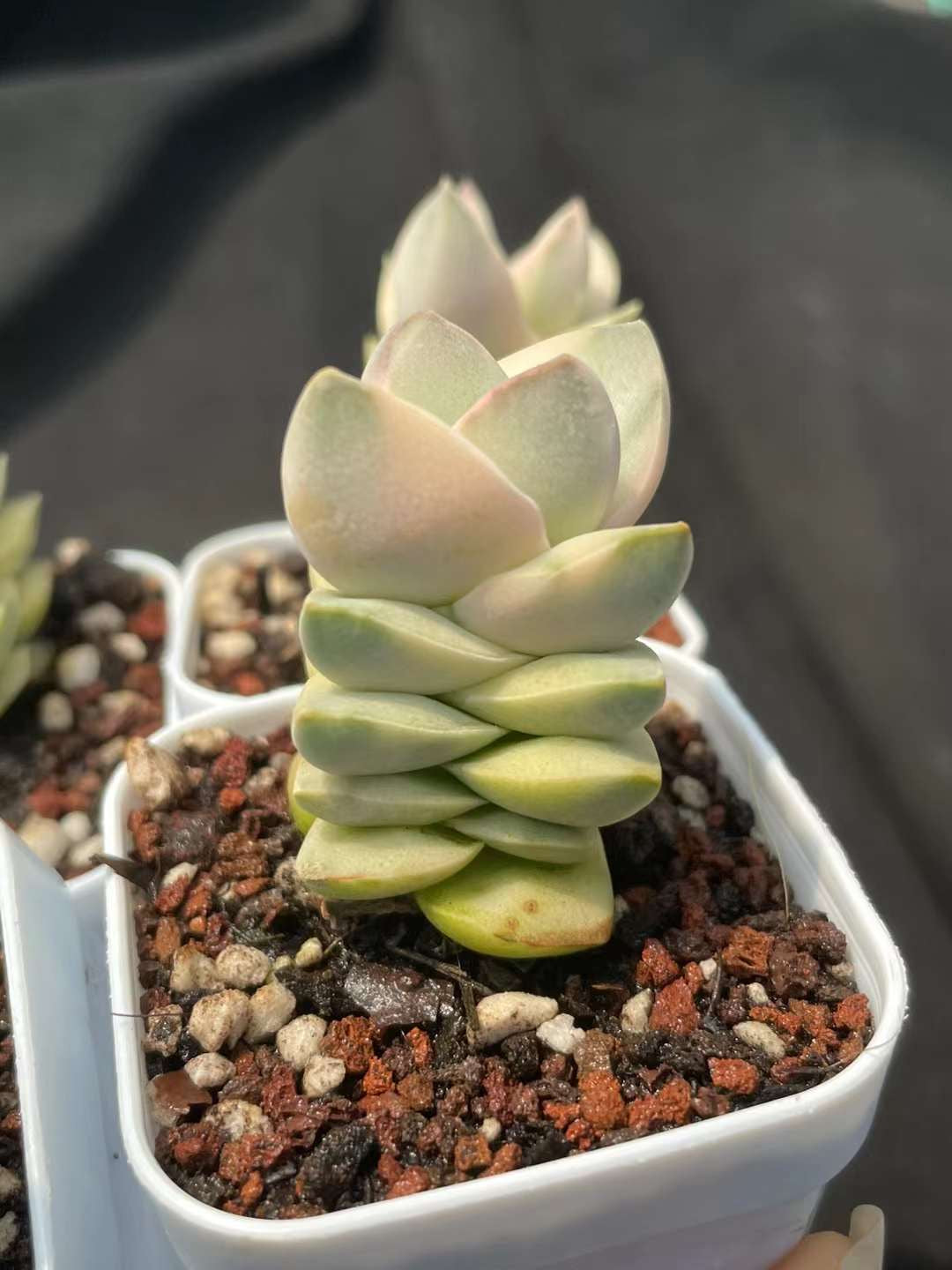 纪之川锦Varigated Crassula 'Moonglow’，5cm pot