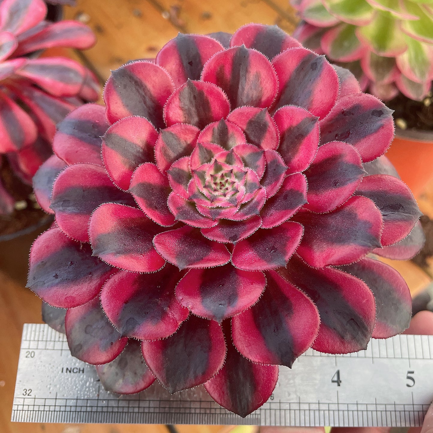 铜壶白 Aeonium Zwartkin the White，Cutting 10cm