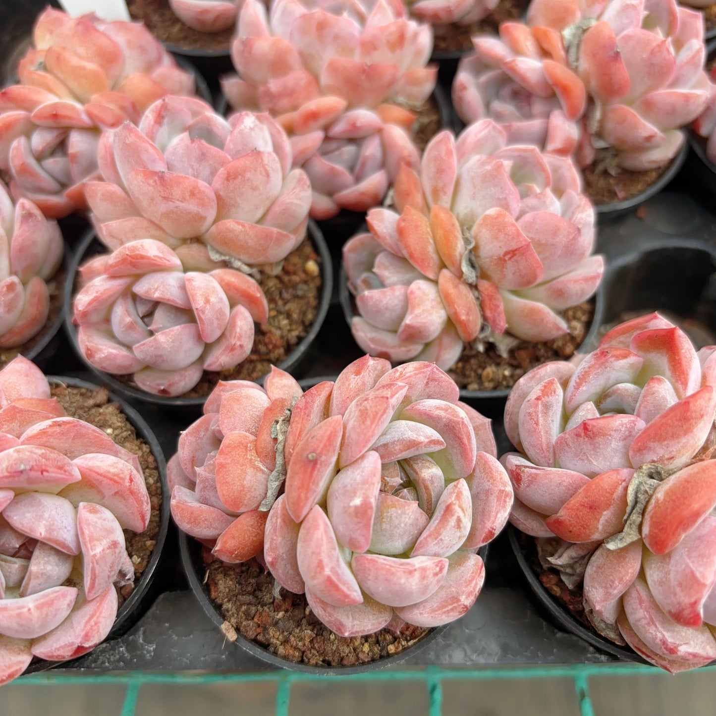 草莓啵啵Echeveria Strawberry Kiss，2 heads，5cm pot