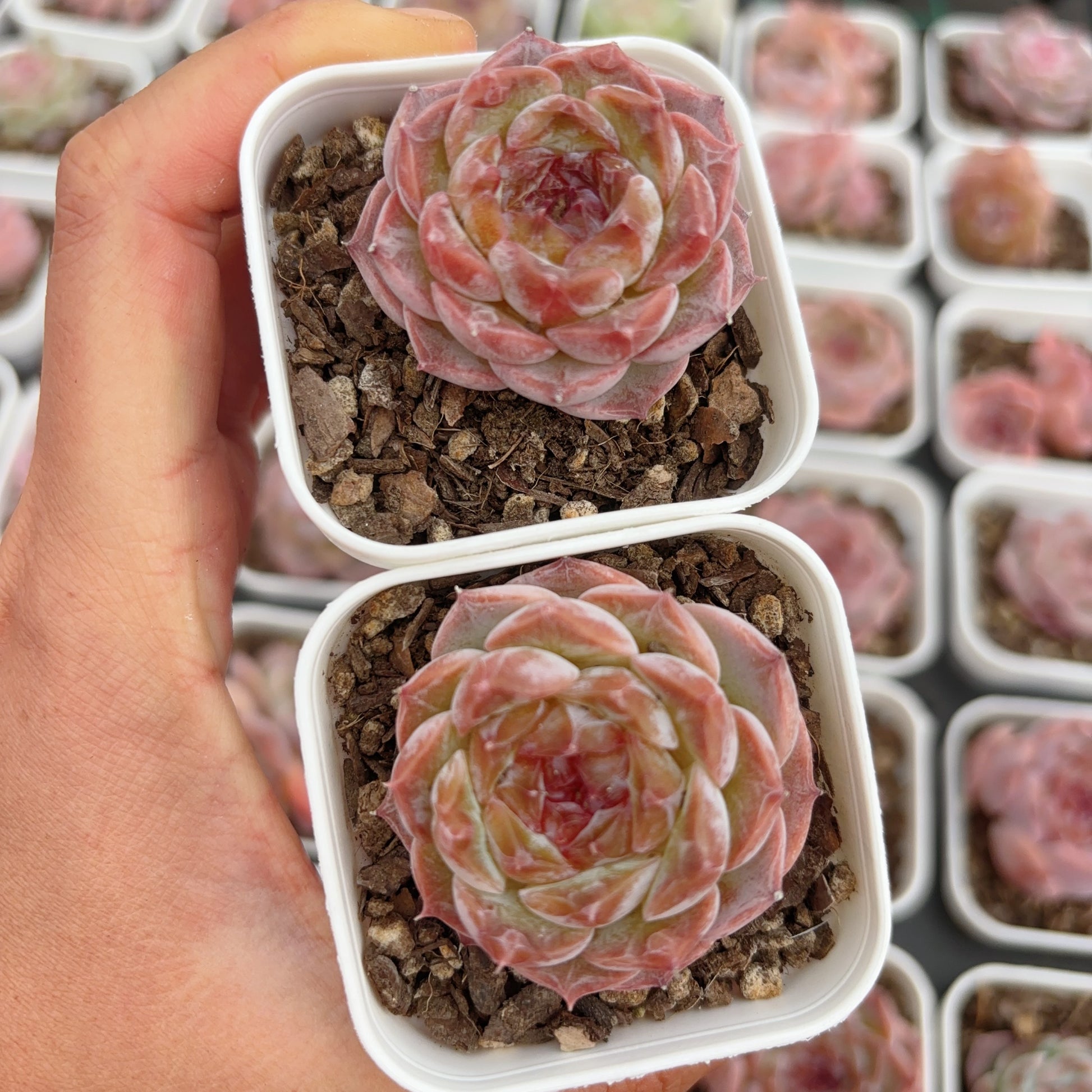 sugar succulents 糖心杂交 Echeveria Sugar-center hybrid,single head,6cm pot – aliceinsucculand