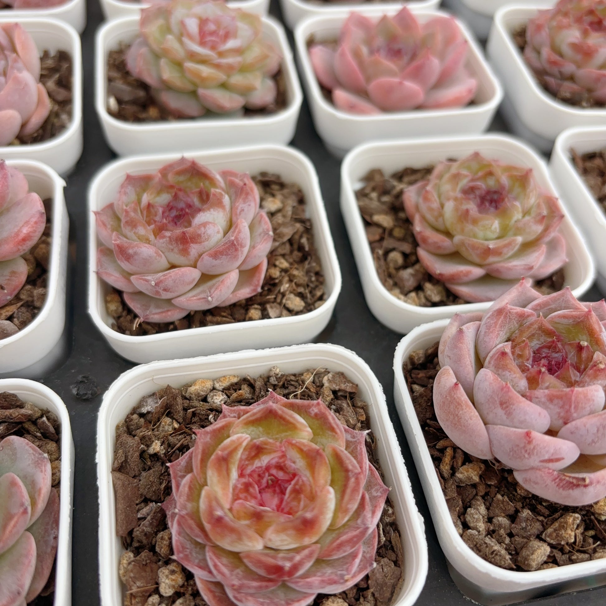 sugar succulents 糖心杂交 Echeveria Sugar-center hybrid,single head,6cm pot – aliceinsucculand