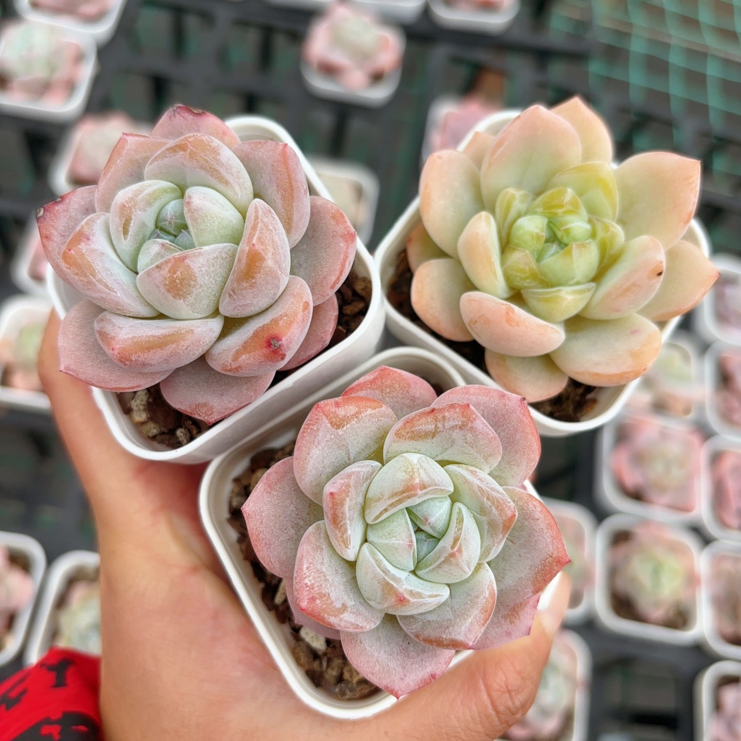 雪瓷Echeveria Snow Porcelain，1-2 heads，6cm pot