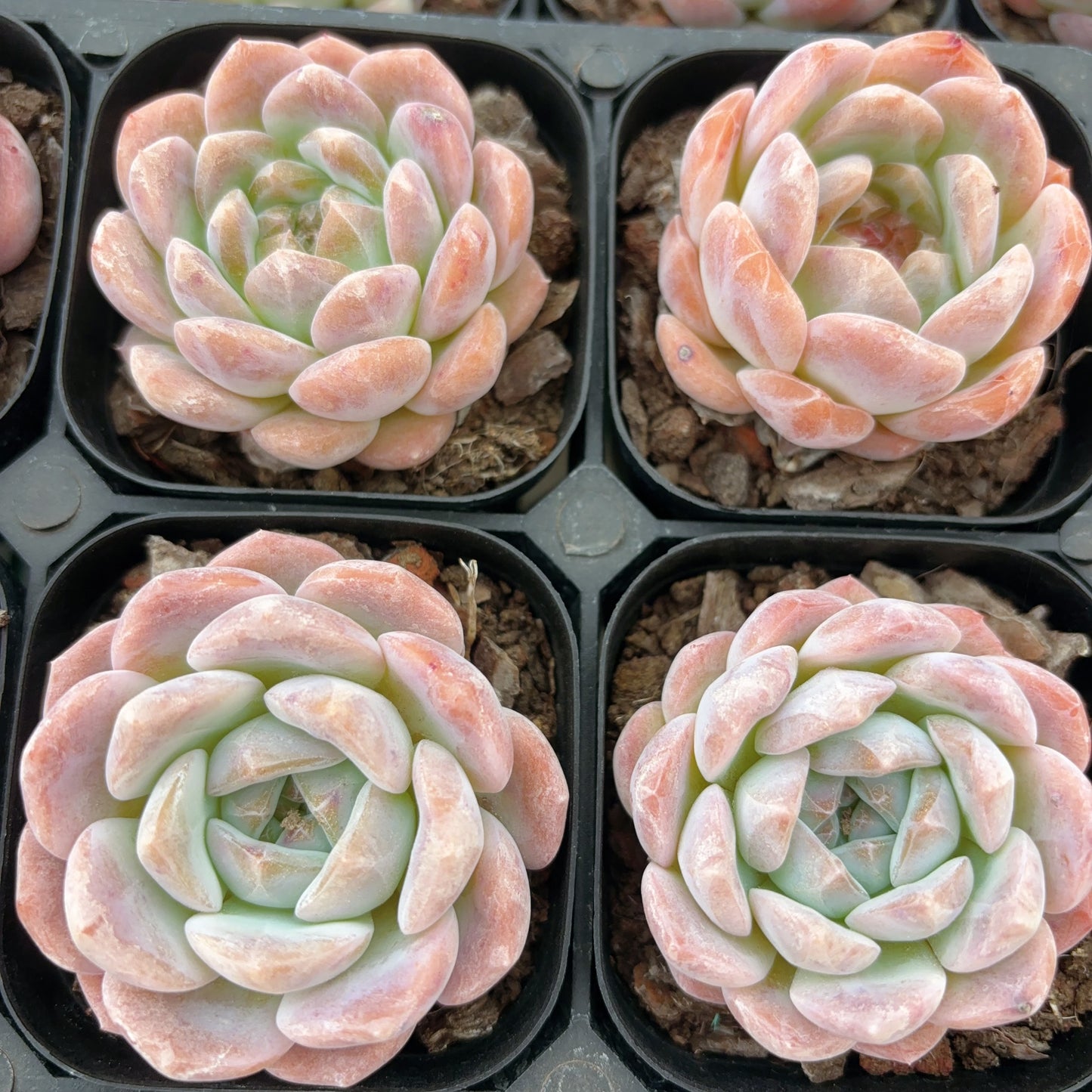 优选冰魄Selected Echeveria Ice Soul，single heads，6cm pot