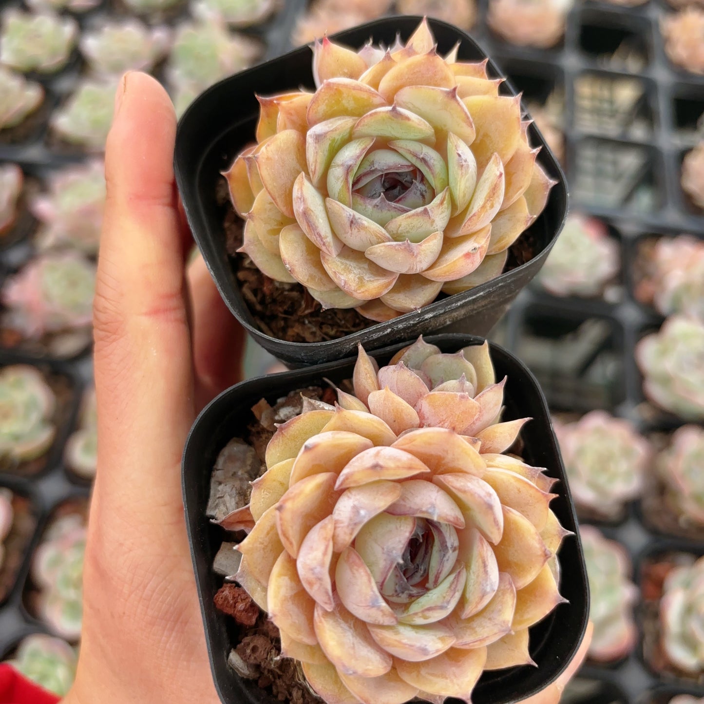 糖心昂斯诺Echeveria Unslow with Sugar center.1-2head,6cm pot