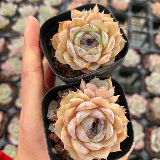 糖心昂斯诺Echeveria Unslow with Sugar center.1-2head,6cm pot