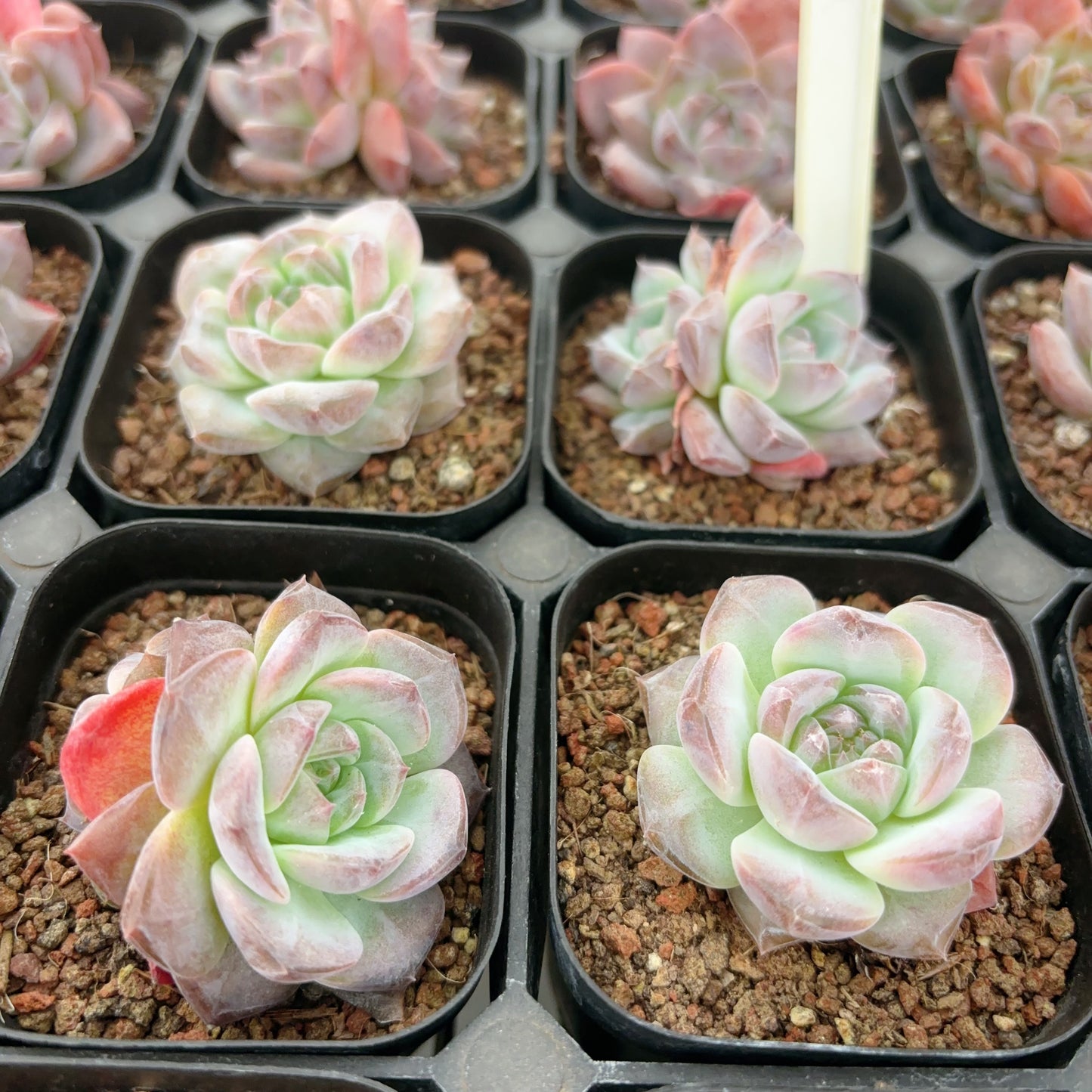 荔枝粉Echeveria Pinky Lychee，1-2 heads，6cm pot