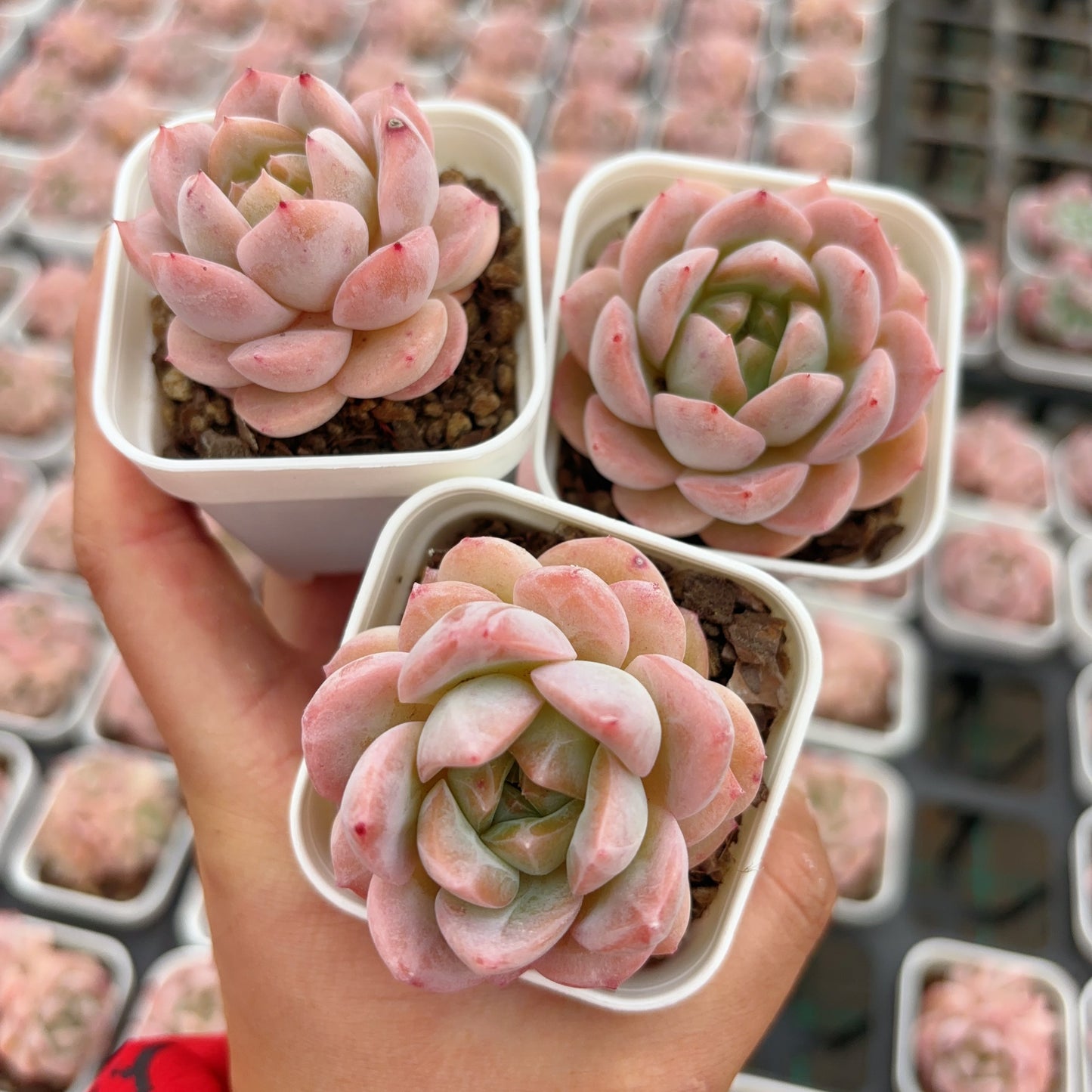 干冰，Echeveria Dry Ice，1-2head，6.5cm pot