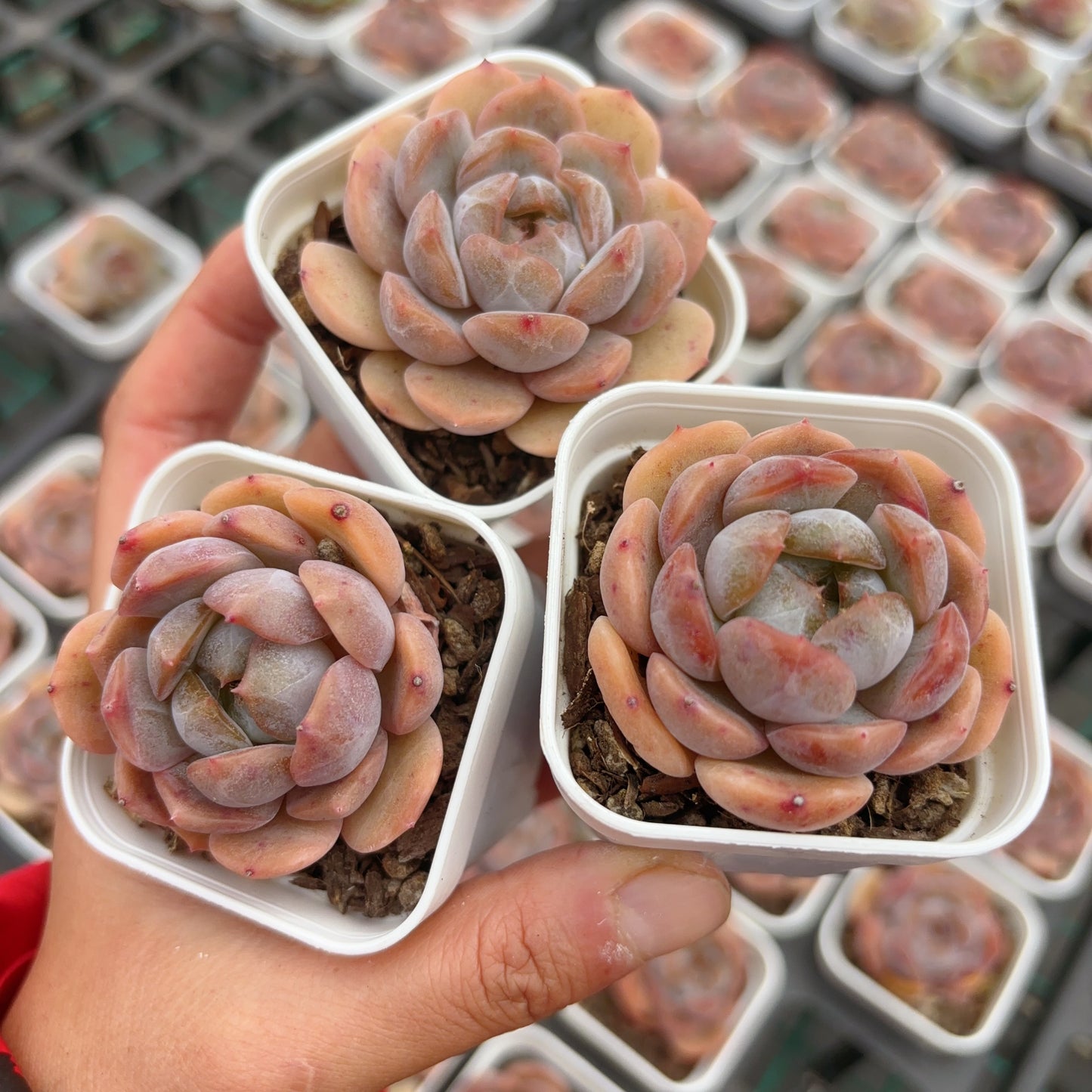 红色恋人，Echeveria Red Lovers,Single head 7cm pot