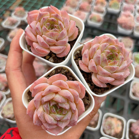 草莓果酱，Echeveria Strawberry Jam，Single head，6cm pot