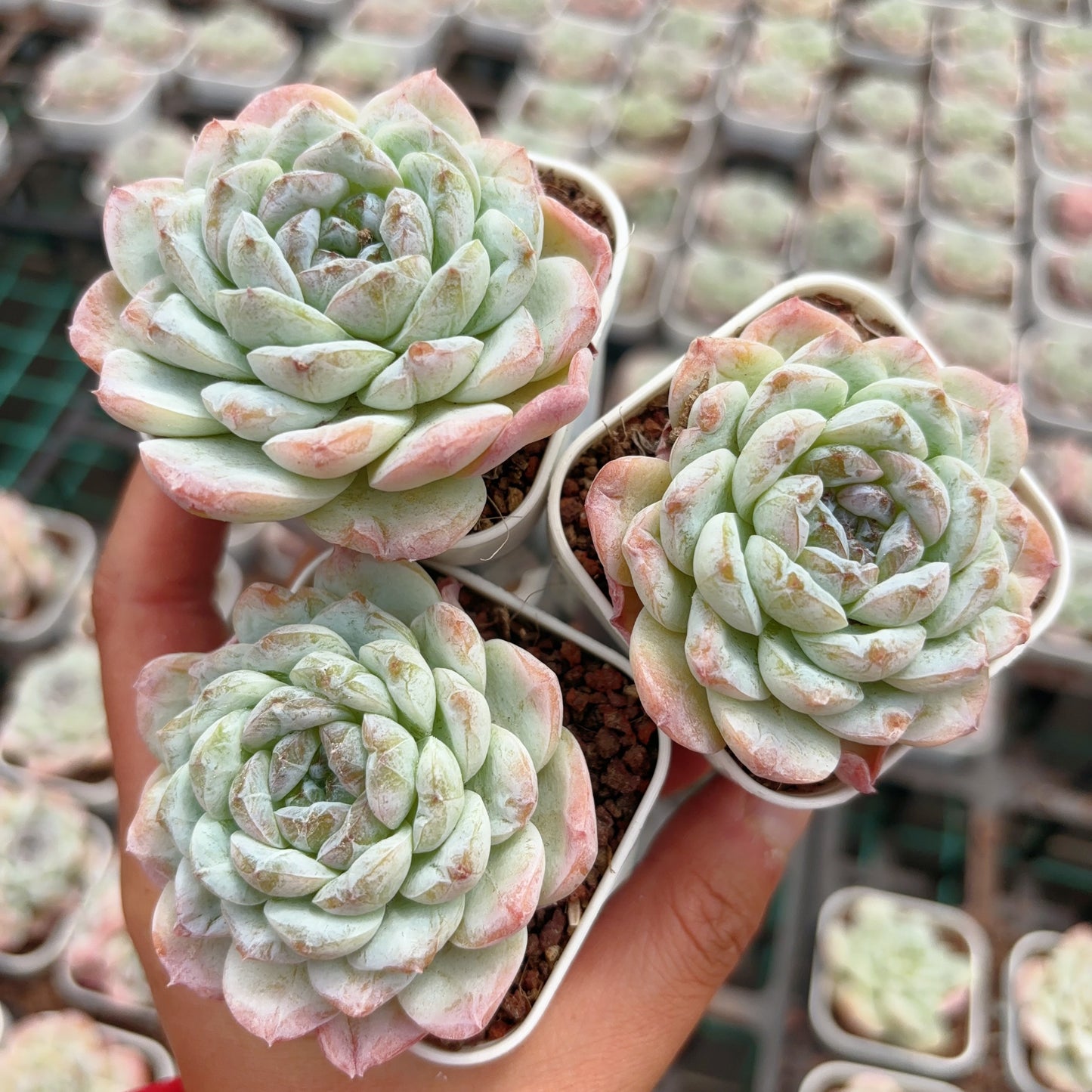 卡布奇诺，Echeveria Cappuccino，Single Head，7cm pot