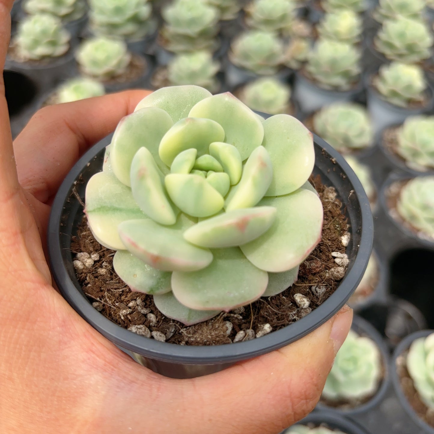 香草锦，Varigation Echeveria Vanilla,Single Heads 8 cm Pot