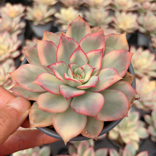 月光女神锦，Varigated Echeveria 'Esther’，Single heads 9cm pot