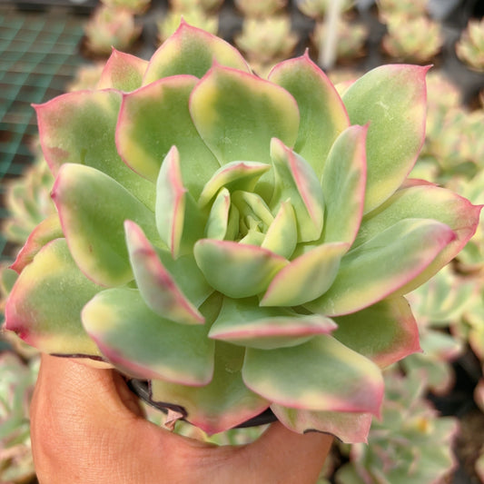 绮罗锦，Varigated Echeveria Silk，Single head 9cm pot