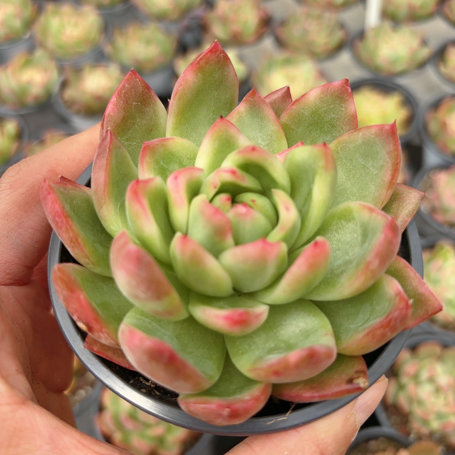 水晶珍妮锦，Varigated Echeveria Crystal Jenny，Single head，9cm pot