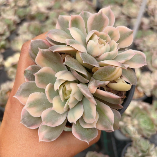 昂斯诺锦，Varigated Echeveria Onslow，2 heads，9cm pot