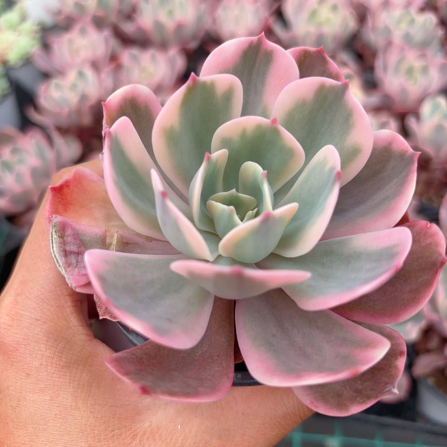 玉凤锦，Varigated Echeveria Jade Phoenix，Single head，9cm pot