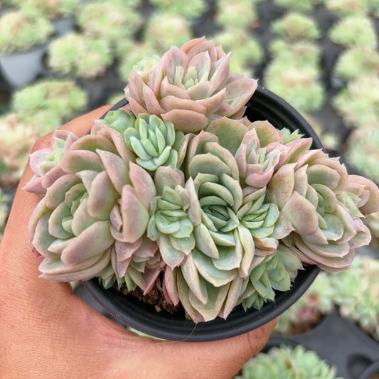 冰片玫瑰锦，Varigated Echeveria Ice Chips，Cluster，9cm pot