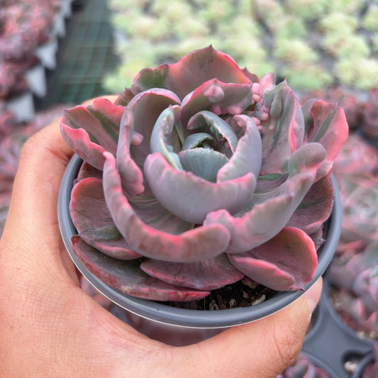 心之月锦，Varigated Echeveria Moon of Heart，Single Head，9cm pot