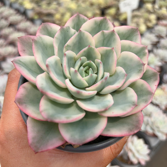 奶油黄桃锦，Varigated Echeveria Creamy Peach，Single Head，9cm Pot