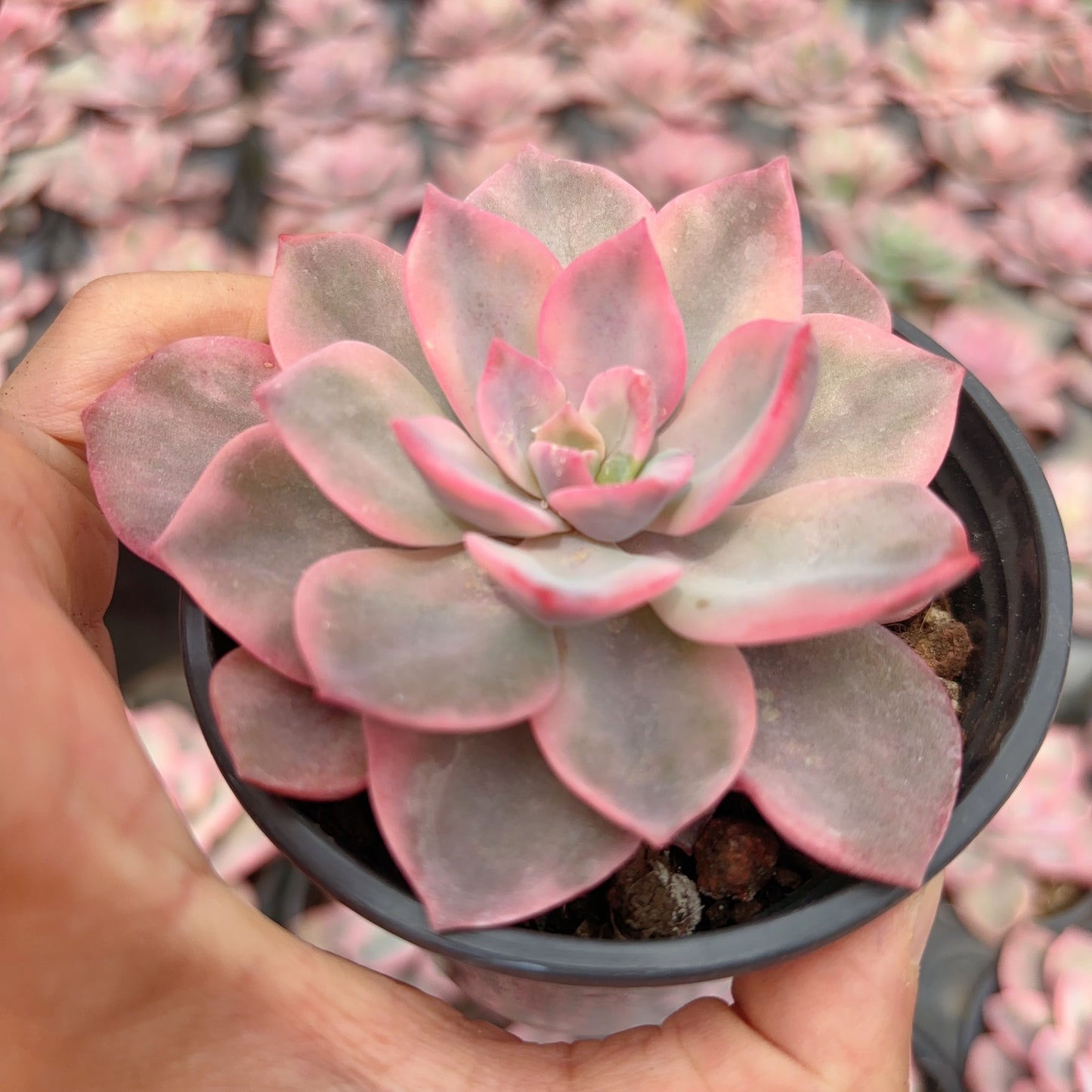 粉色哈利锦，Varigated Echeveria Pink Harry，Single Head，9cm Pot